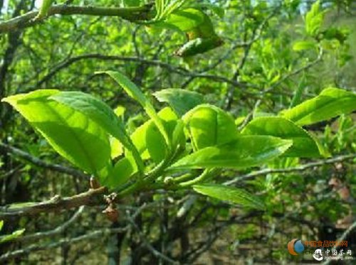 這5個因素決定一餅普洱茶的最后價格